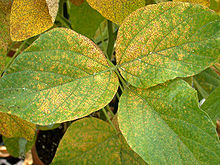 Soybean leaves infected with soybean rust