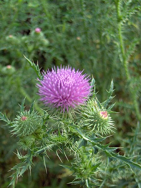 File:Spear Thistle (2981766437).jpg