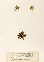 Vignette pour Sphacelariaceae
