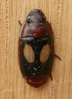 <i>Sphallomorpha</i> Genus of beetles