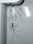 Artikel: Pholcus phalangioides