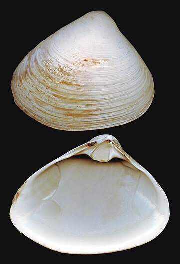 Atlantic surf clam