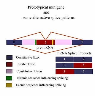 <span class="mw-page-title-main">Minigene</span>