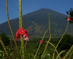 Taman Nasional Gunung Ciremai Wikipedia Bahasa Indonesia