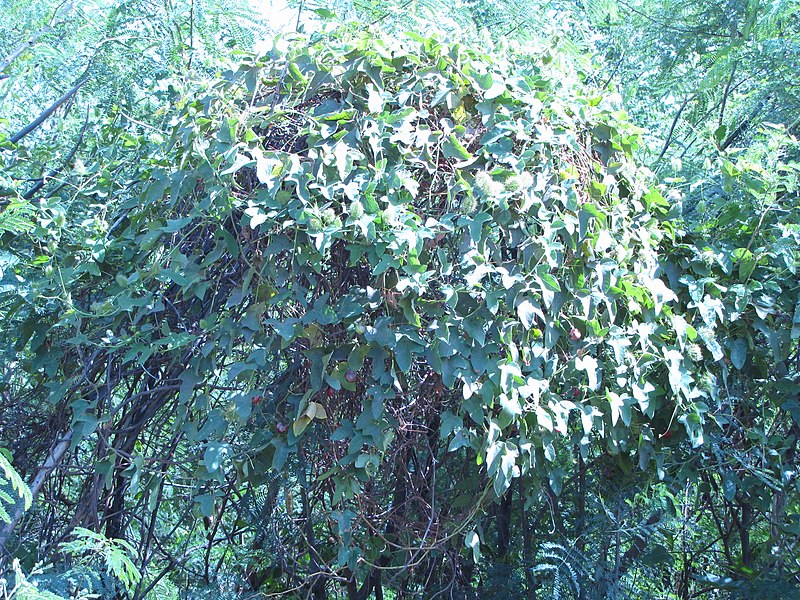 File:Starr-090709-2418-Passiflora foetida-draping habit-Olowalu-Maui (24601468429).jpg