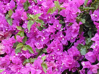 <i>Bougainvillea spectabilis</i> Species of flowering plant