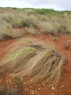 <i>Eragrostis curvula</i> species of plant