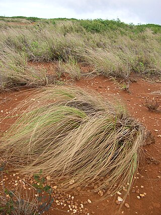 <i>Eragrostis curvula</i> Species of plant