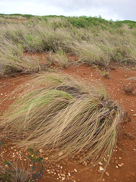 File:Starr 050208-3897 Eragrostis curvula.jpg