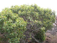 Старр 050721-7297 Nesoluma polynesicum.jpg