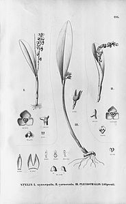 plate 116 Stelis synsepala, Stelis carnosula, Acianthera hoffmannseggiana (as syn. Pleurothallis loefgrenii)