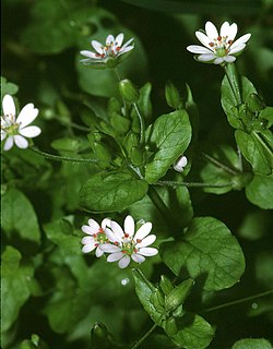 <i>Stellaria neglecta</i> Species of flowering plant in the carnation family Caryophyllaceae