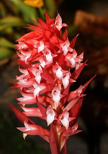 Stenorrhynchos speciosum Orchi 152.jpg