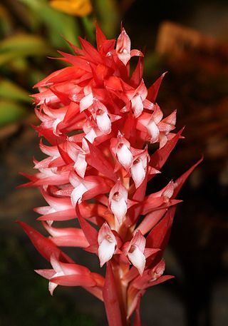 <i>Stenorrhynchos</i> Genus of flowering plants