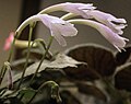 Streptocarpus liliputana الزهور عن قرب