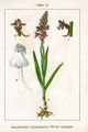 Gymnadenia conopsea (as syn. Orchis conopsea) vol. 4 - plate 14 in: Jacob Sturm: Deutschlands Flora in Abbildungen (Orchidaceae) (1796)