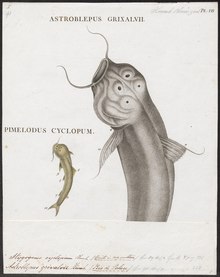 Stygogenes cyclopum - 1700-1880 - Печать - Iconographia Zoologica - Специальные коллекции Амстердамского университета - UBA01 IZ14600161.tif