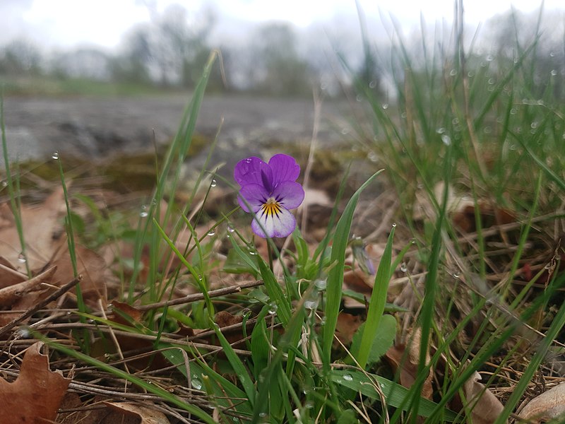 File:Styvmorsviol, Hellasgården, 2021-05-15a.jpg