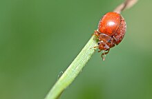 Subcoccinella vigintiquatuorpunctata1.jpg