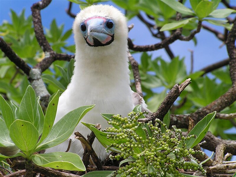 File:Sula sula nesting in Heliotropium foertherianum.jpg