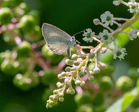 Celastrina neglecta (summer azure), Prospect Park