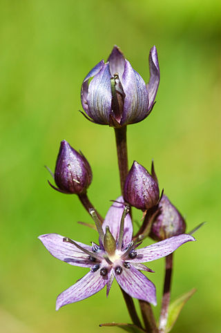 <i>Swertia perennis</i> Plant species in the gentian family