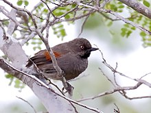 Synallaxis hellmayri - Merah-bahu Spinetail, Canudos, Bahia, Brazil.jpg