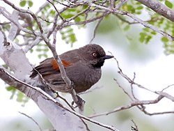 Synallaxis hellmayri - Spinetail dalle spalle rosse, Canudos, Bahia, Brasile.jpg