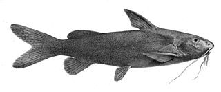 <i>Synodontis schall</i> Species of fish