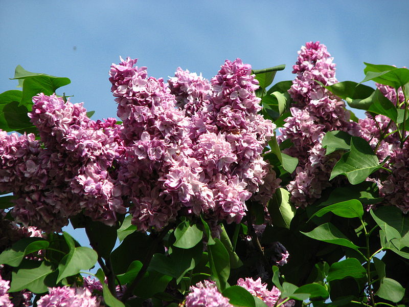 File:Syringa 'President Poincare' 02.JPG