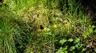 Mariposa sobre una flor en el parque.