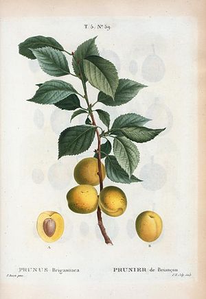 T5 59 Prunus brigantina par Pierre-Joseph Redouté.jpeg