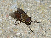 male Tabanus eggeri (Tabanidae)