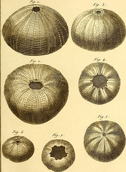 File:Tableau encyclopédique et méthodique des trois règnes de la nature (1791) (14765041931).jpg