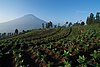 Tobacco plants in Posong