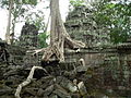 Bị rừng già bao phủ và gần như bị các cây tung nuốt trọn nên số phận của đền và đền Preah Khan gần giống như nhau.