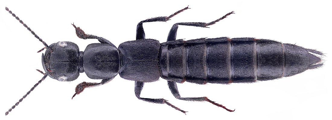 Tasgius melanarius