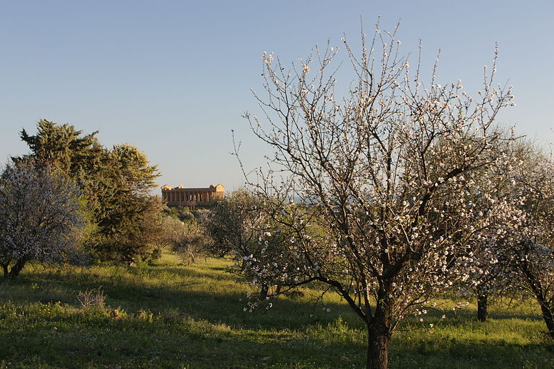 File:Tempio della Concordia durante il mandorlo il fiore 2.JPG