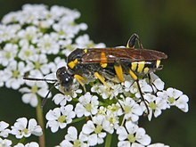 Tenthredinidae - Macrophya montana (female).JPG