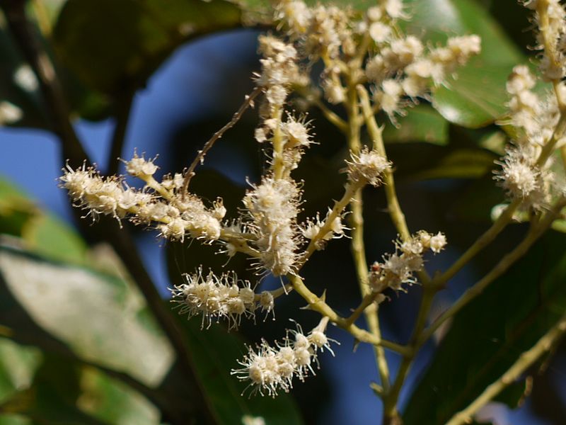 File:Terminalia paniculata (5285820262).jpg