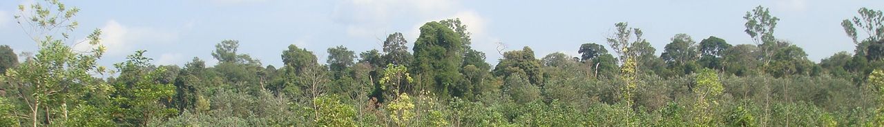 Tesso Nilo National Park banner.jpg