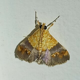 <i>Tetracona amathealis</i> Species of moth