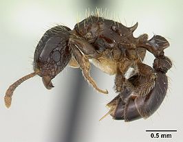 Tetramorium pullulum