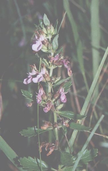 File:Teucrium ch1 grojec 2002.jpg