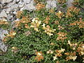 Teucrium montanum