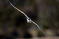 Greater Crested Tern (Thalasseus bergii), Marion Bay, Tasmania