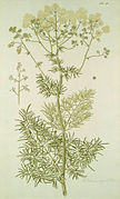 Thalictrum lucidum