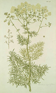 thalictrum lucidum.jpg