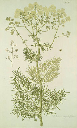 Kiiltoängelmä Nikolaus Joseph Jacquin teoksessa Hortus botanicus vindobonensis (1776).