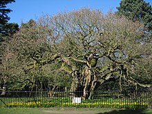 The Allerton Oak, Britain's and England's Tree of the Year 2019 The Allerton Oak - geograph.org.uk - 1226237.jpg